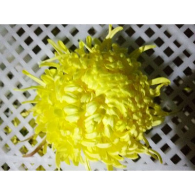菊花怀黄菊花怀白菊花金丝皇菊花药用菊花图2