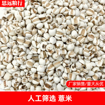 大粒薏米 薏米仁 薏苡仁 薏米现货图1