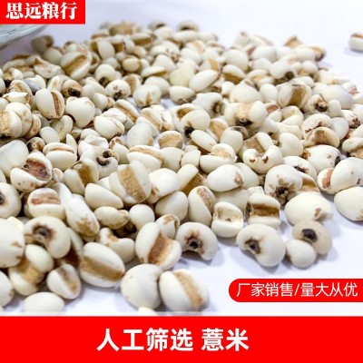 大粒薏米 薏米仁 薏苡仁 薏米现货图4