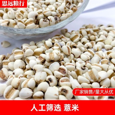 大粒薏米 薏米仁 薏苡仁 薏米现货图2