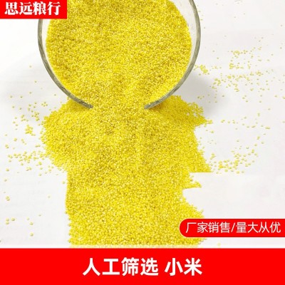 小米 现货辽宁金苗小米 河北小米 真空小包图5