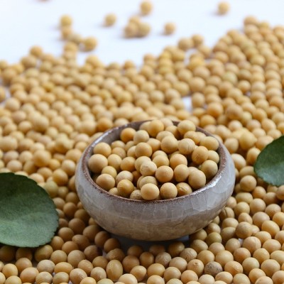 【黄豆】现货五谷杂粮烘焙黄豆现磨豆浆颗粒饱满醇厚豆香原料黄豆图2