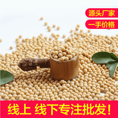 【黄豆】现货五谷杂粮烘焙黄豆现磨豆浆颗粒饱满醇厚豆香原料黄豆图3