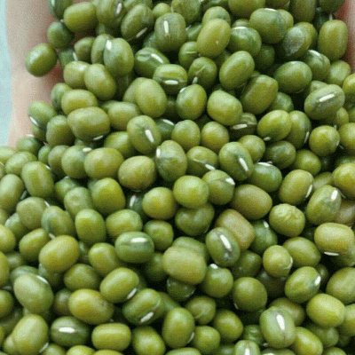 缅甸大区油绿豆袋装粗粮绿豆利源五谷杂粮绿豆散称五谷杂粮发绿豆图3