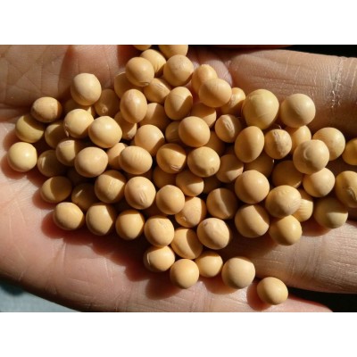 批发东北黄豆低温烘培五谷杂粮现磨豆浆原料中粒芽豆黄豆子图2
