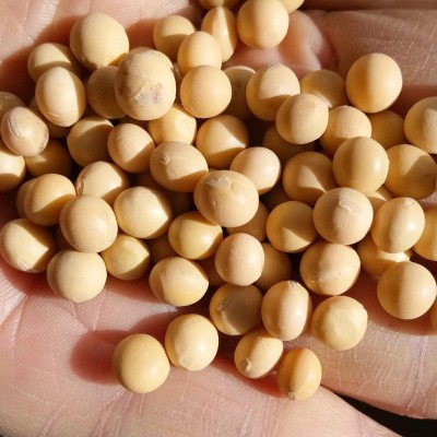 批发东北黄豆大豆农家自产黄豆榨豆浆生豆芽豆腐散装五谷杂粮黄豆图3