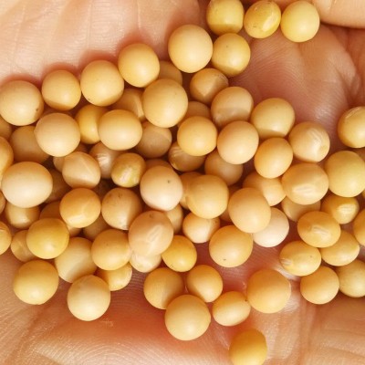 批发东北黄豆大豆农家自产黄豆榨豆浆生豆芽豆腐散装五谷杂粮黄豆图2