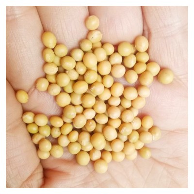 批发东北黄豆大豆农家自产黄豆榨豆浆生豆芽豆腐散装五谷杂粮黄豆图5