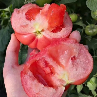 普罗旺斯西红柿现摘现发沙瓤水果番茄孕妇新鲜蔬菜生吃西红柿批发图2
