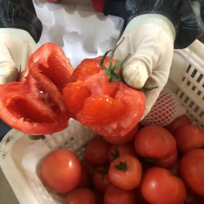 普罗旺斯西红柿现摘现发沙瓤水果番茄孕妇新鲜蔬菜生吃西红柿批发图3
