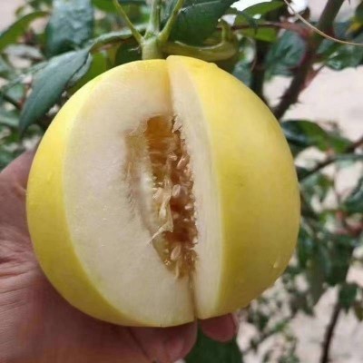 云南小蜂蜜甜瓜5斤蜜罐星甜甜瓜当季新鲜水果香瓜图4