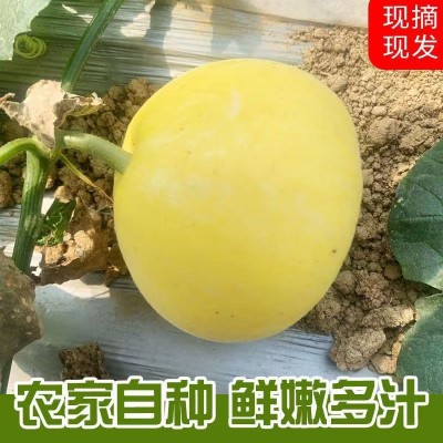 云南小蜂蜜甜瓜5斤蜜罐星甜甜瓜当季新鲜水果香瓜图3