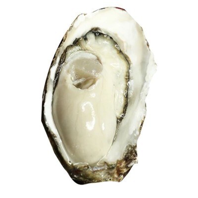 连云港海鲜生蚝 鲜活贝类 批发生蚝 鲜活海鲜 乳山牡蛎鲜活批发图5