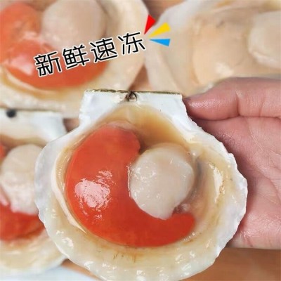 连云港海鲜冷冻大元贝 冷冻半壳扇贝 冻元贝肉 夏威夷大扇贝 批发