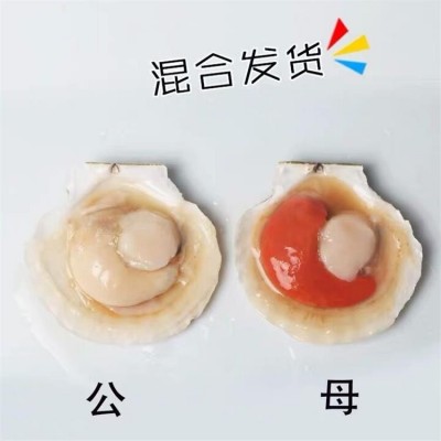 连云港海鲜冷冻大元贝 冷冻半壳扇贝 冻元贝肉 夏威夷大扇贝 批发图2
