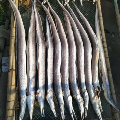 厂家批发鳗鱼海鲜干货跑江湖圆鳗鱼干渔家自晒当季新货咸海鳗筒干图2