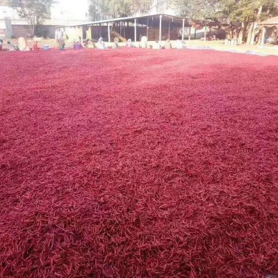 魔鬼辣椒印度鬼椒 火锅底料调味香料干辣椒批发 红辣椒印度辣椒图5