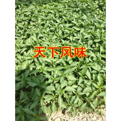 新货福建辣椒王精武黑鸭麻辣风味鸭脖专用辣椒王 正宗古田辣椒图4
