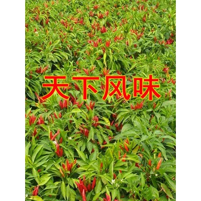 新货福建辣椒王精武黑鸭麻辣风味鸭脖专用辣椒王 正宗古田辣椒图2