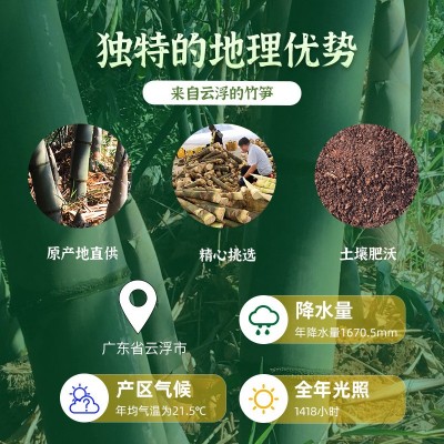 云浮特产 新鲜竹笋 脆口笋丝 云浮笋清水笋丝春笋厂家直供批发图4