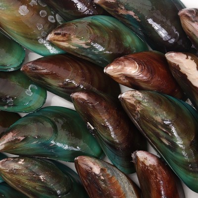 青口贝全壳青口冷冻贻贝海虹贝类烧烤海鲜酒店 自助 烧烤店批发图2