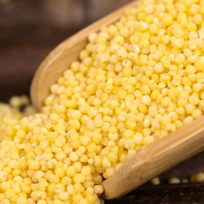 厂家批发农家黄小米5斤 营养月子米 德源鑫压枝穗黄小米2.5kg/袋图2