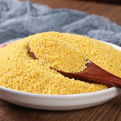 小米530g 月子米 农家自产杂粮 黄小米 批发