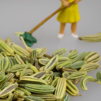 小茴香500g甘肃民勤绿色茴香云南茴香香料调料卤料调味品大全批发图2