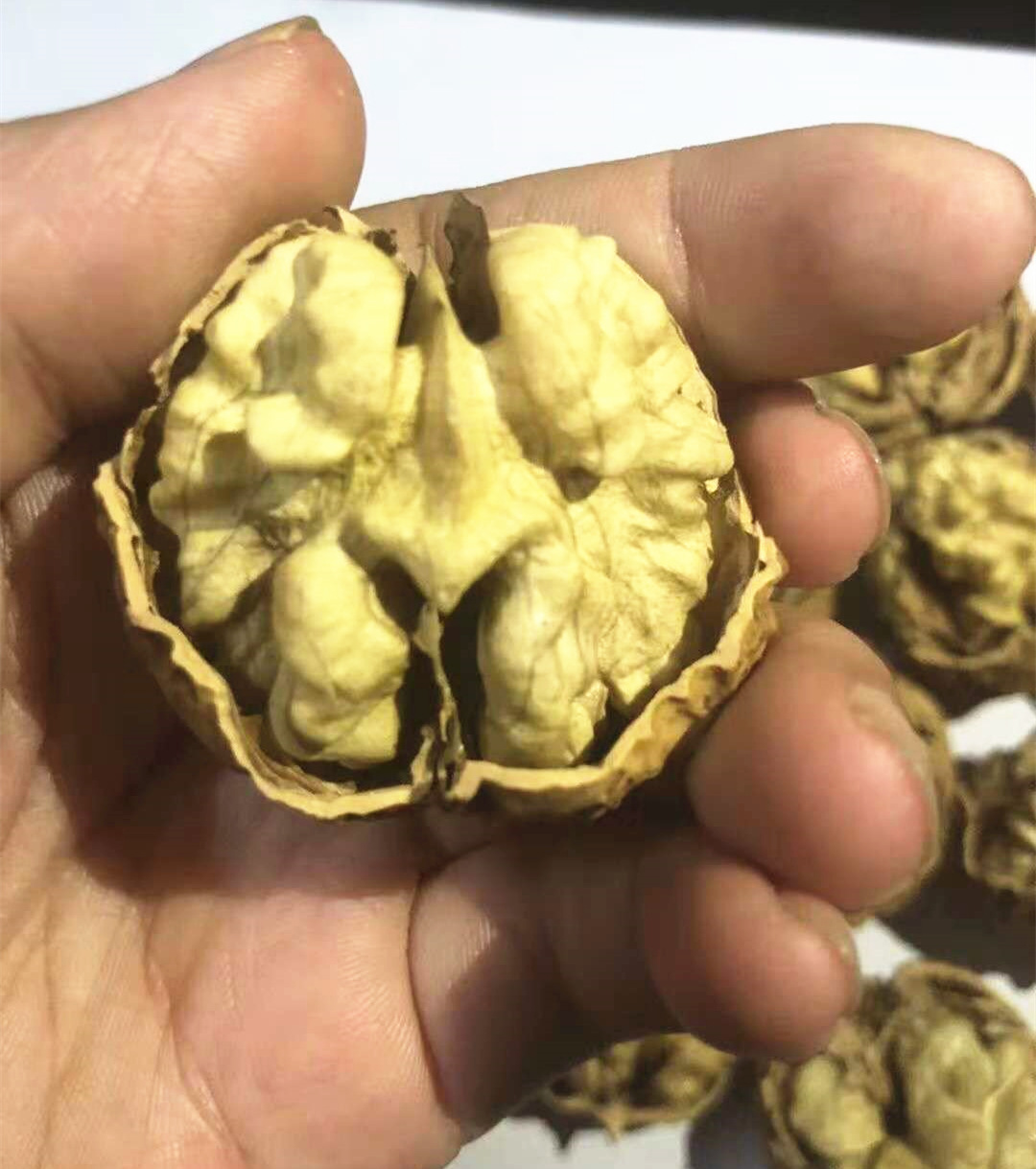 大麻子核桃封