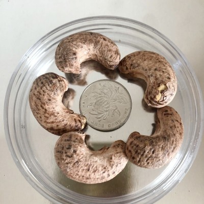 批发带衣腰果 紫衣腰果原味腰果 净重180g罐装坚果 干果炒货批发图3