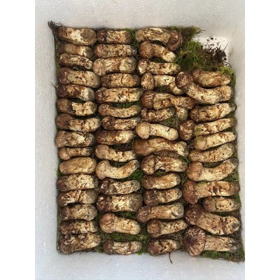 云南野生菌蘑菇香格里拉新鲜松茸产地直发顺丰包邮1000克图3
