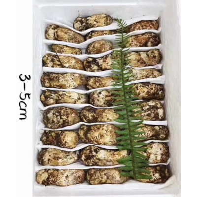 云南野生菌蘑菇香格里拉新鲜松茸产地直发顺丰包邮1000克图4