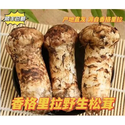 云南野生菌蘑菇香格里拉新鲜松茸产地直发顺丰包邮1000克