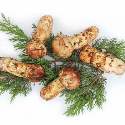 云南野生菌蘑菇香格里拉新鲜松茸产地直发顺丰包邮1000克图2