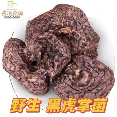 云南野生菌黑虎掌菌干货产地直发虎掌菌批发蘑菇香格里拉