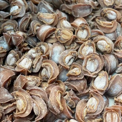 榕腾堂 批发鲍鱼干12-18头吉品鲍海鲜食品供应酒店餐饮佛跳墙食材图2