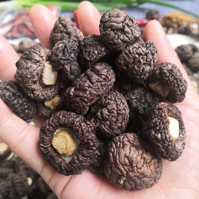 珍珠菇 小香菇干货 金钱菇 福建古田香菇冬菇特产 漳平香菇