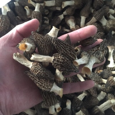 羊肚菌干货云南菌菇羊肚菇500g一斤 厂家直供量大从优图4