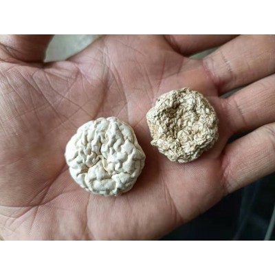 润泽散装磨菇干货食用菌白蘑菇口蘑菌菇炖汤干货批发 量大从优图2