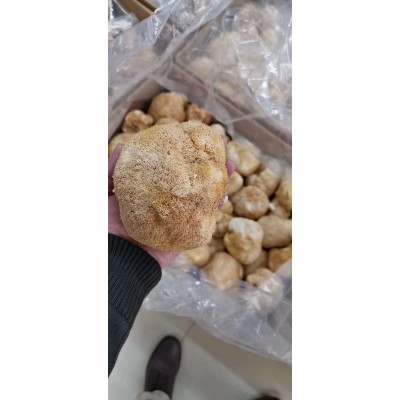 润泽食用菌干货猴头菇 农家直供猴头菇 厂家大量批发图4