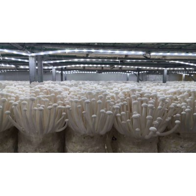 润泽食用菌白玉菇商超酒店批发干品白玉菇250g图2