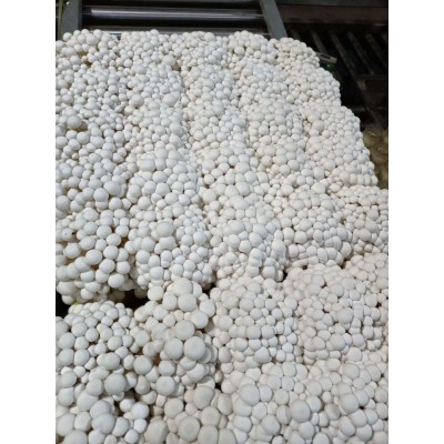 润泽食用菌白玉菇商超酒店批发干品白玉菇250g图4