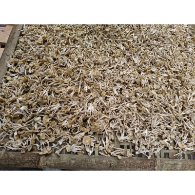 润泽食用菌白玉菇商超酒店批发干品白玉菇250g