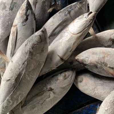 现货批发 冷冻黄鳍金枪鱼 黄鳍鲔 黄鳍整条金枪鱼图2