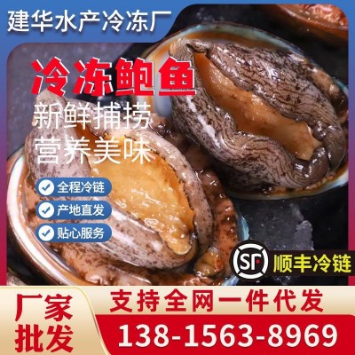 厂家批发冷冻鲍鱼火锅烧烤食材 顺丰冷链发货冷冻鲍鱼现货批发图2
