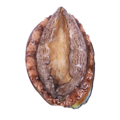 厂家批发冷冻鲍鱼火锅烧烤食材 顺丰冷链发货冷冻鲍鱼现货批发图5