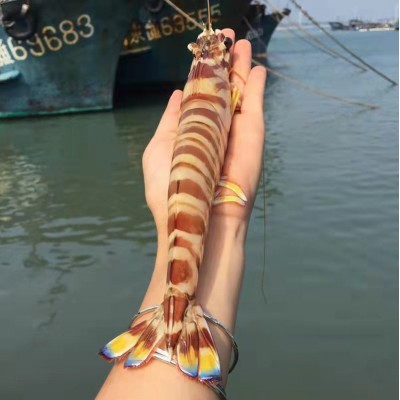 东山岛斑节虾活冻九节虾鲜活大海虾整盒装虾竹节虾船冻九节虾图2