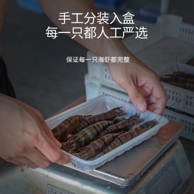 厂家批发东山海鲜黑虎虾斑节虾老虎虾鲜活速冻8~12条规格餐饮供应图4