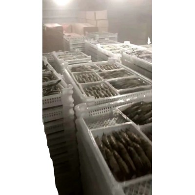 厂家批发东山海鲜黑虎虾斑节虾老虎虾鲜活速冻8~12条规格餐饮供应图5