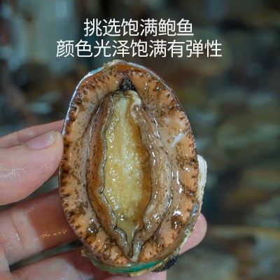 厂家直供3_12 鲍鱼批发 福建东山带壳活冻大鲍鱼餐饮酒店食材供应图2